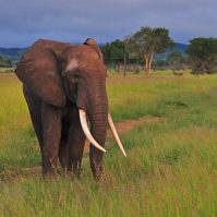 Mikumi Elephant Mikumi Elephant