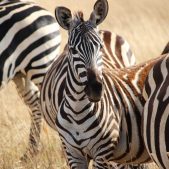 Ngorongoro Zebra Ngorongoro Zebra