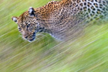 Leopard Serengeti