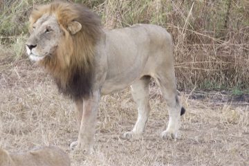 Mikumi National Park Male Lion