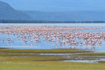 Flamingos on Lake Manyara
