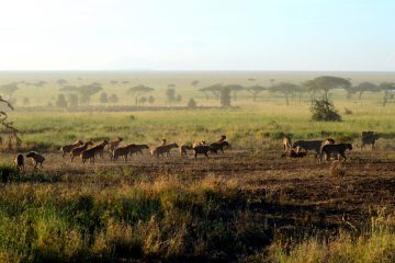 The moment before the lions leave the kill