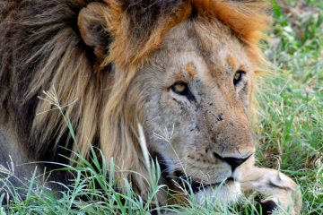 King of the Serengeti