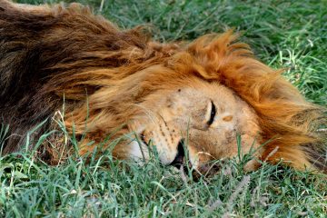 Sleeping Lion Serengeti